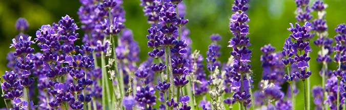 Lavendel