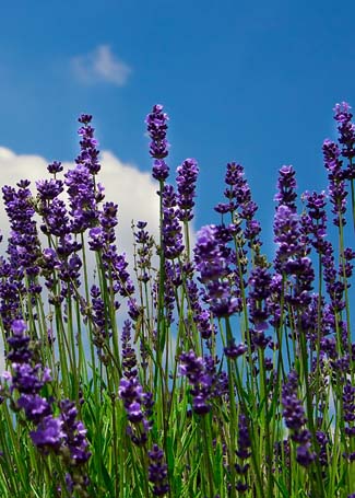Lavendel