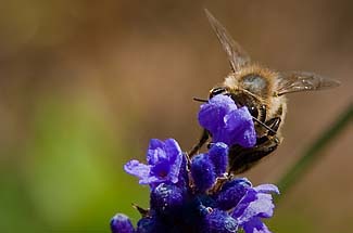 Lavendel