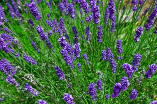 Lavendel